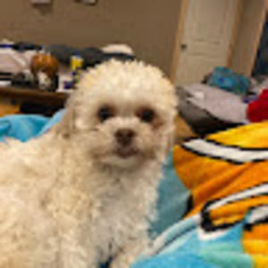 Meet your Posher, Kyra